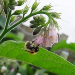 Bumblebee on comfrey flower